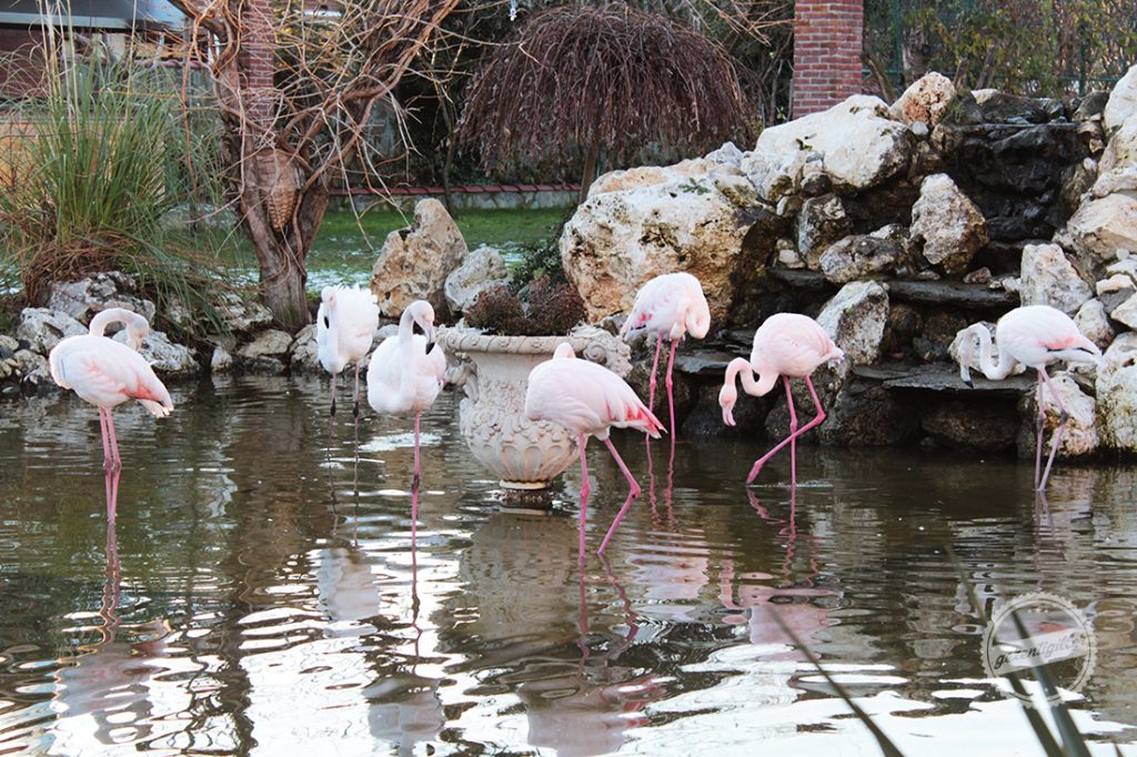 flamingokoy-2